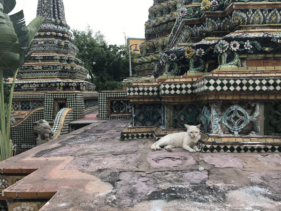 Cat relaxing at the wat pho temple