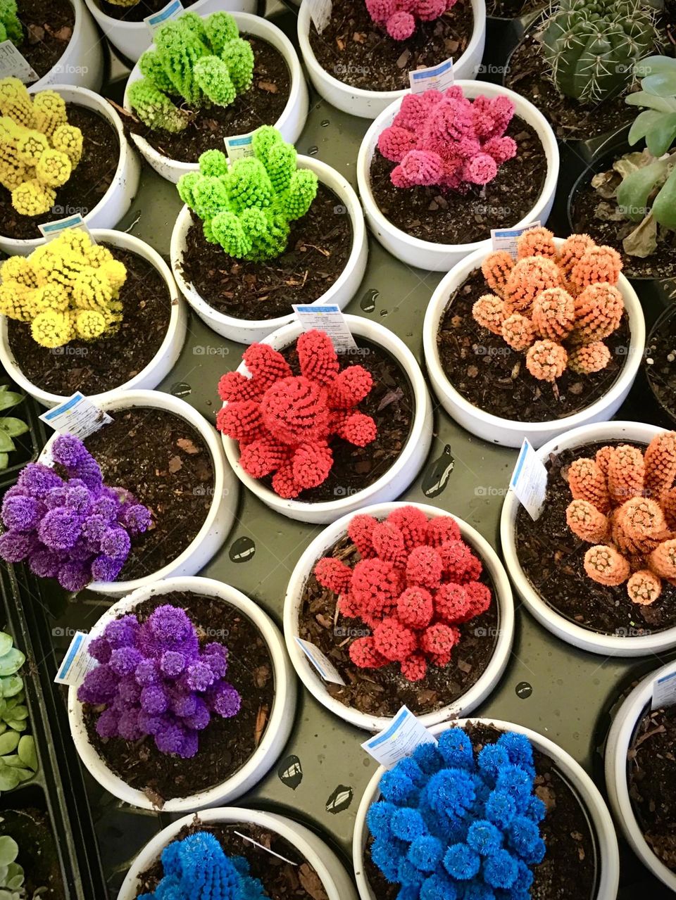 Delightful cactus in rainbow colors. 