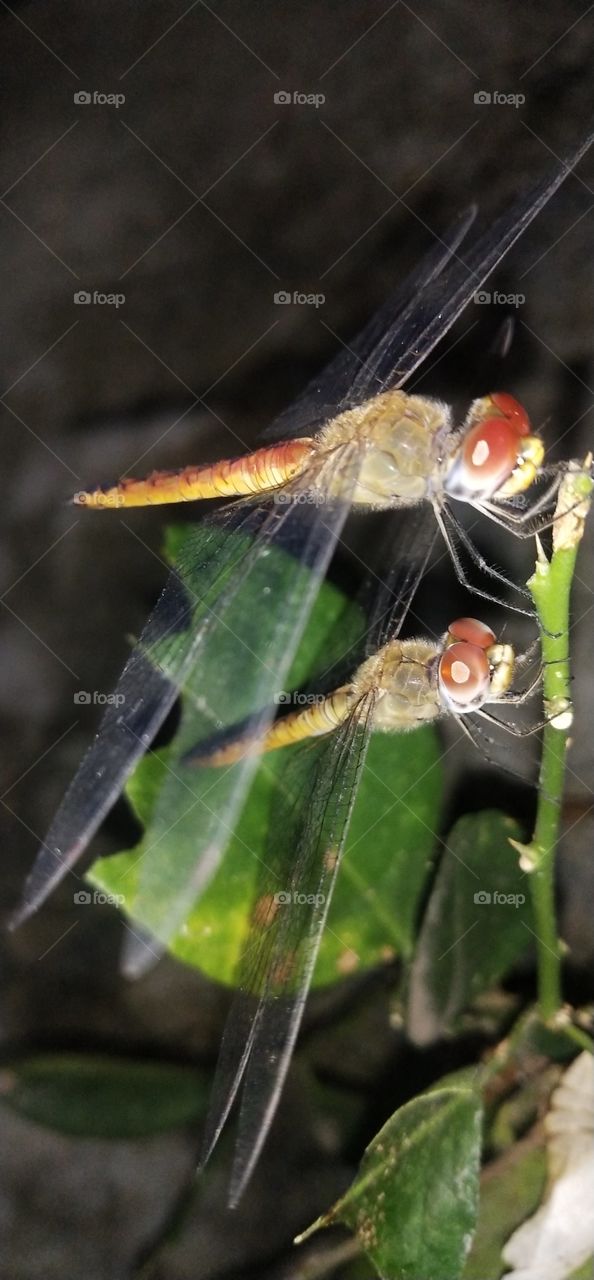 both dragonfly are waiting for food