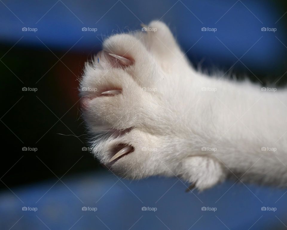 White cat paw