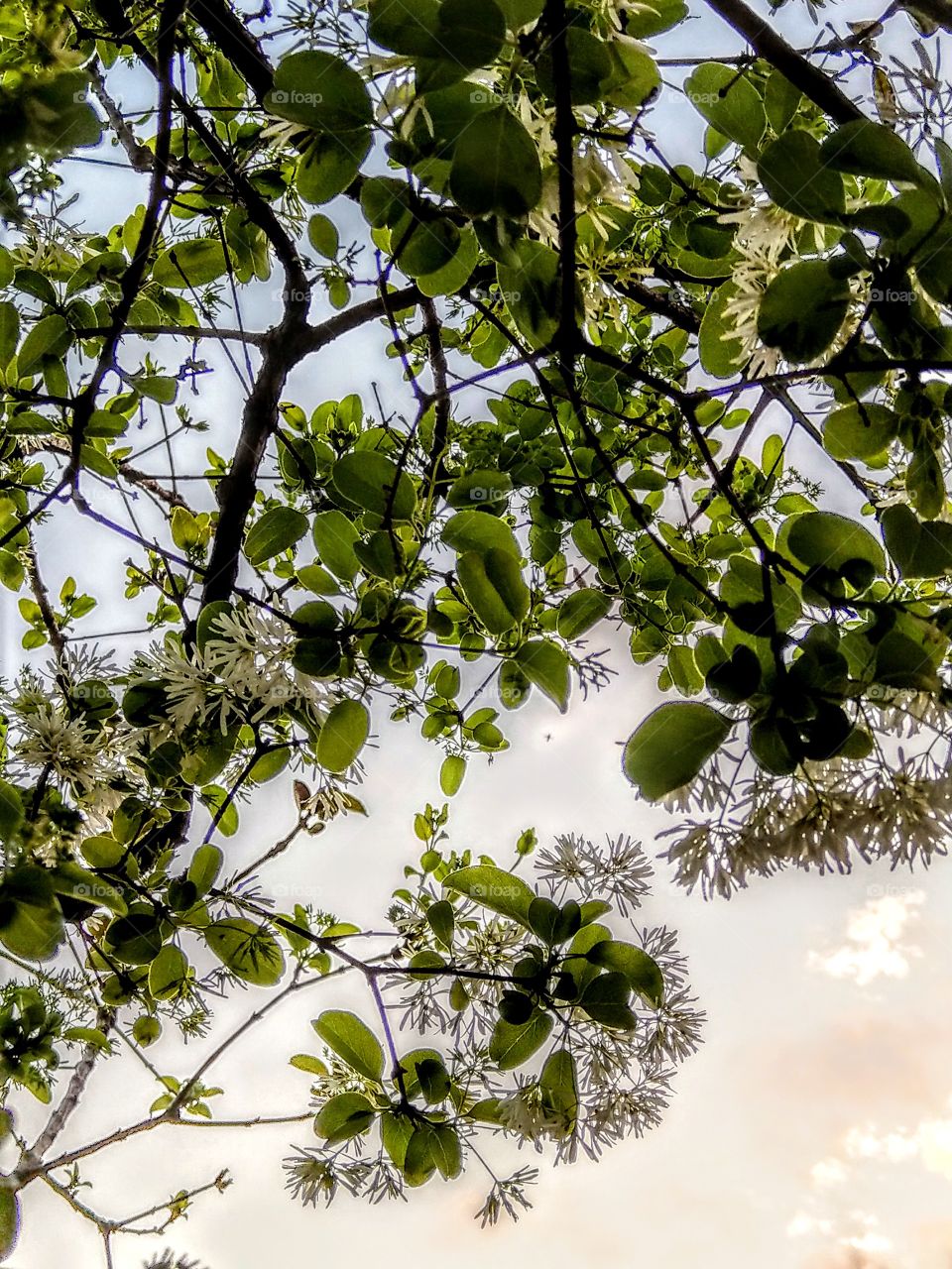 A backlit photo for Chinese fringe tree, become a beautiful green color photo. looks refreshing and clear.