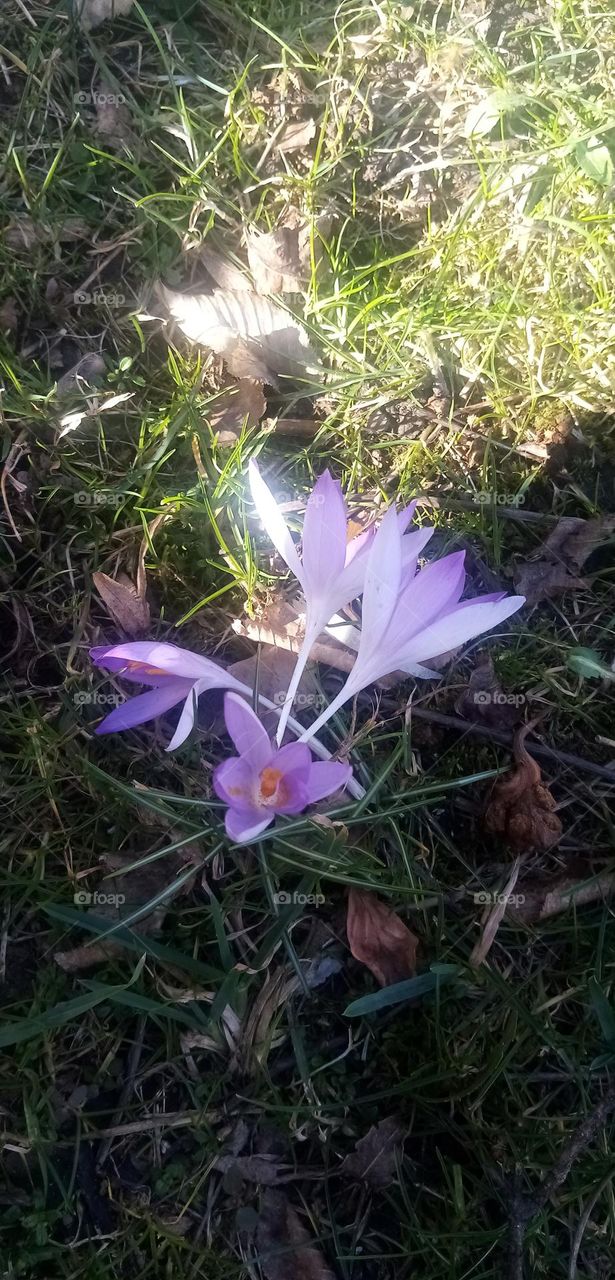 Frühling  in Februar