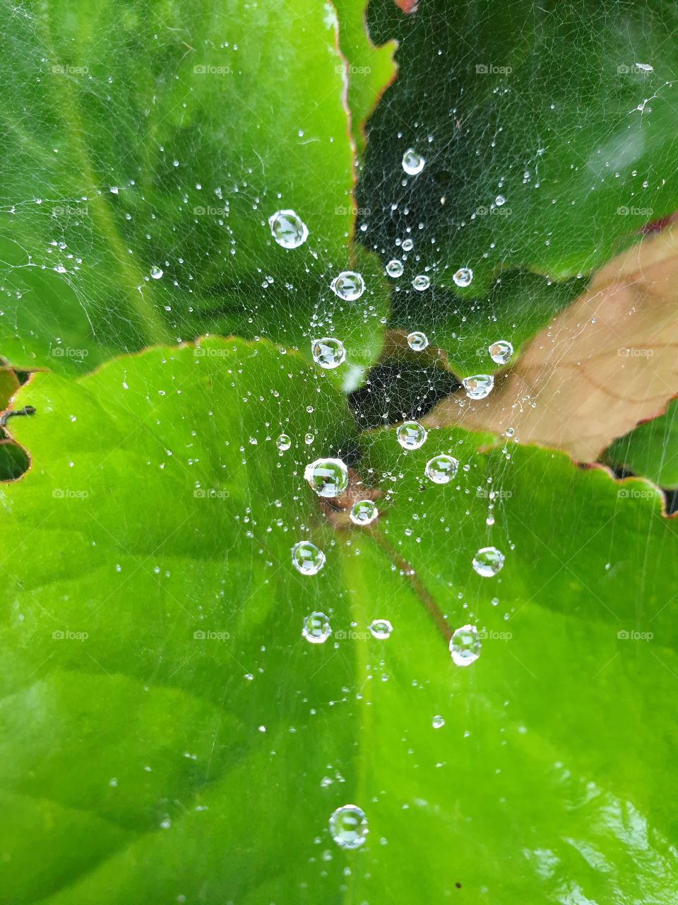 water drop spider web
