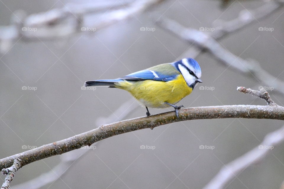 Close-up of blue tit perching on tree branch