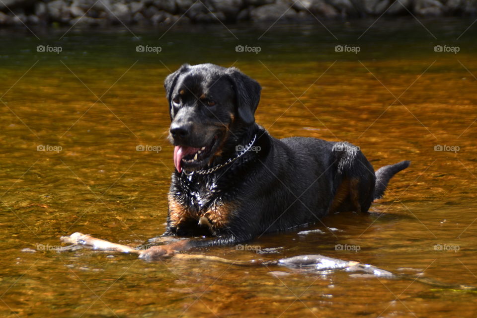 Relaxed dog