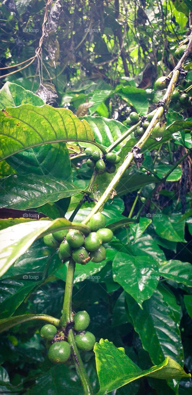 amazing view of coffee seeds