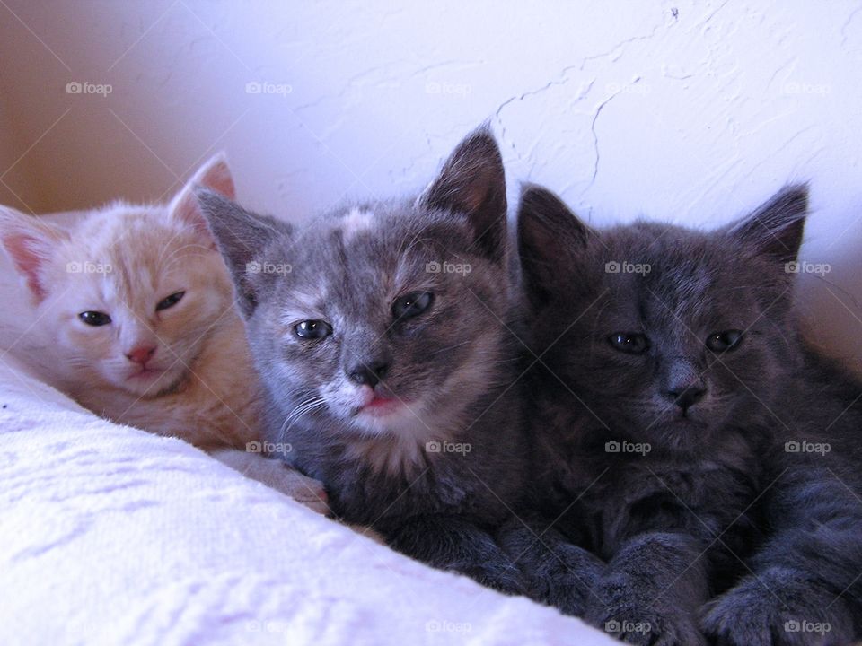 Three Kittens. Shelter kittens