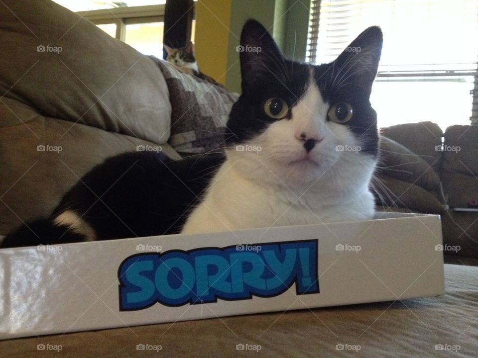 Sorry cat