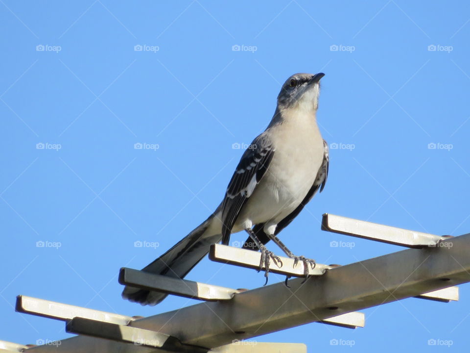 To Photograph a Mockingbird 