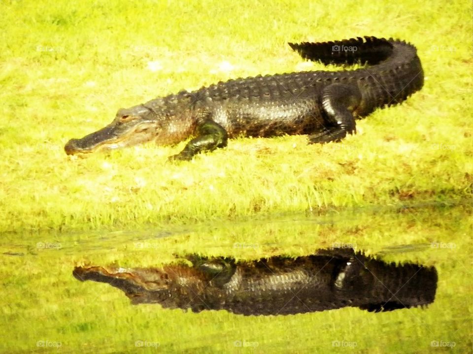 Alligators