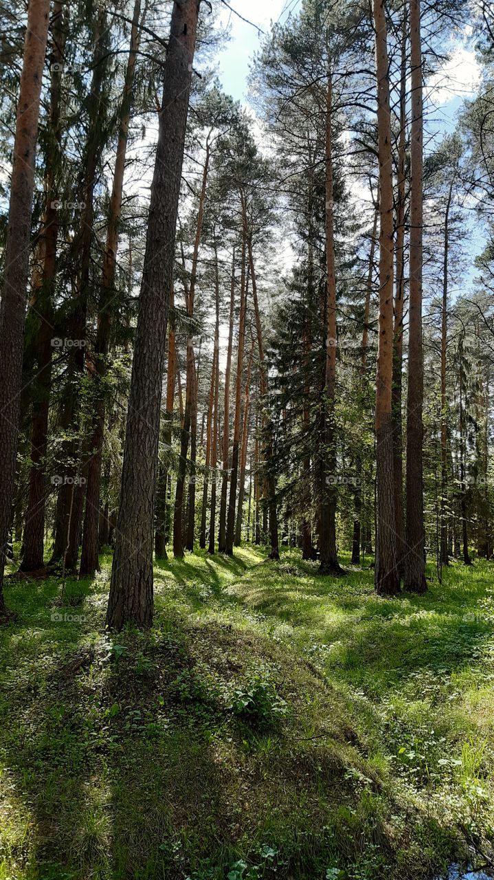 волшебный лес