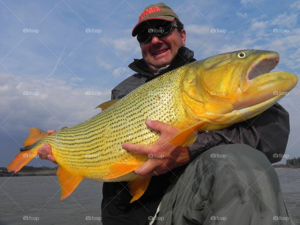 Golden dorado fish in Uruguay river 