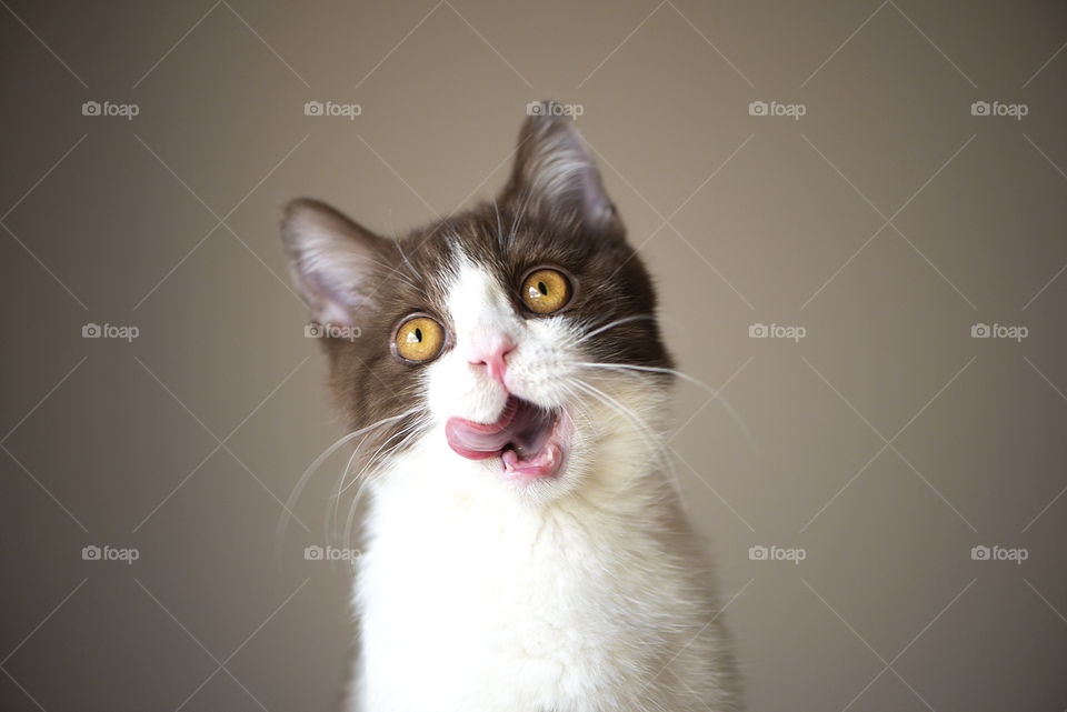 Funny british shorthair cat