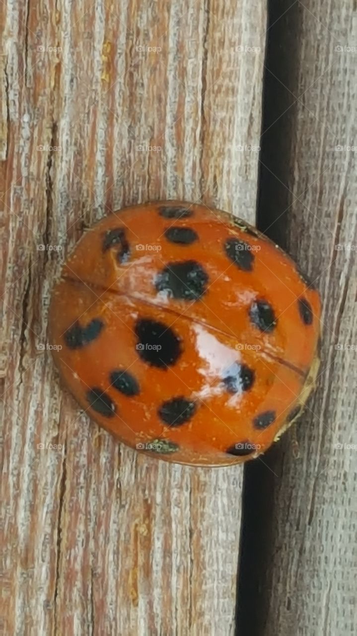 ladybug