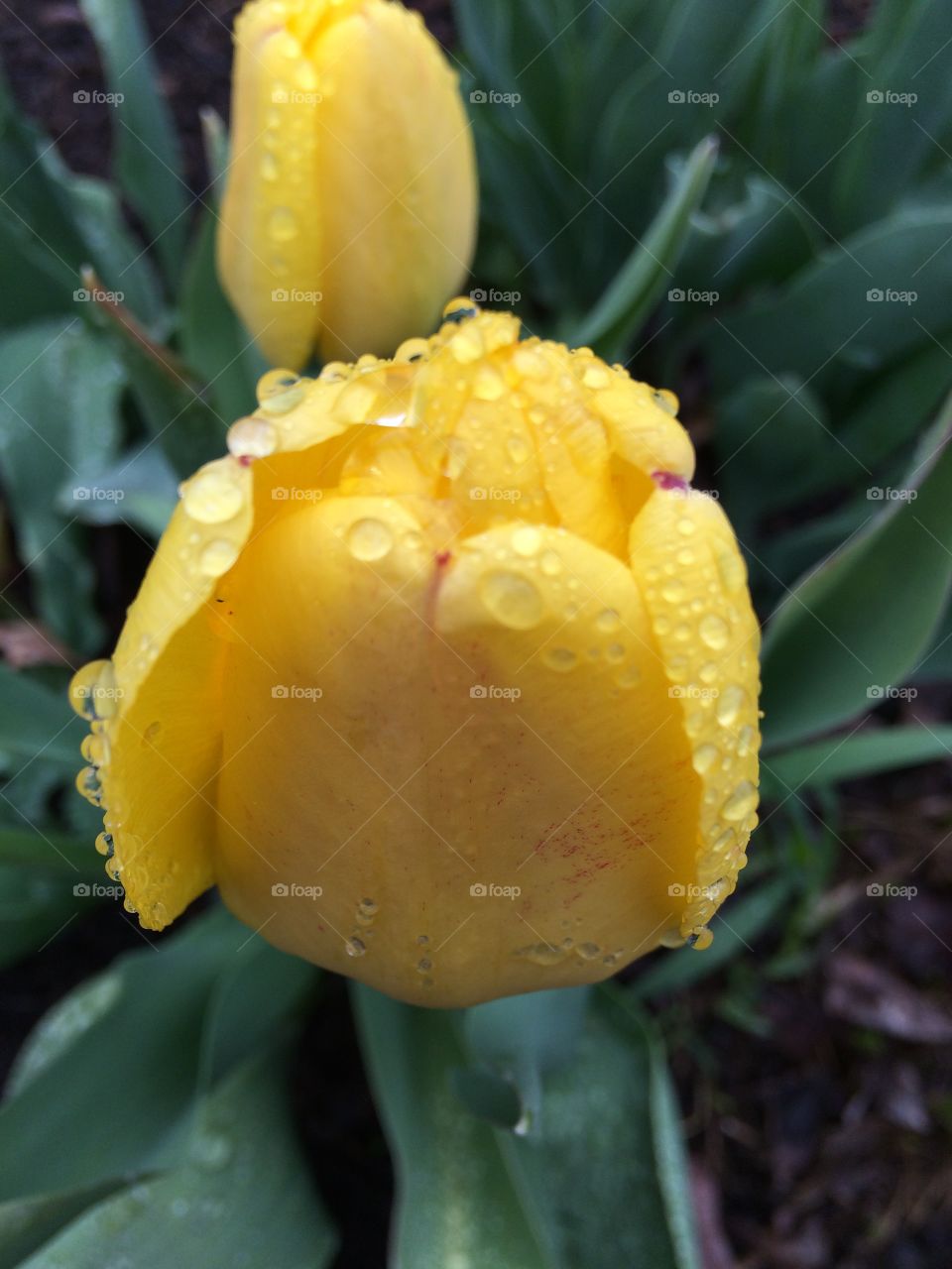 Yellow tulip 