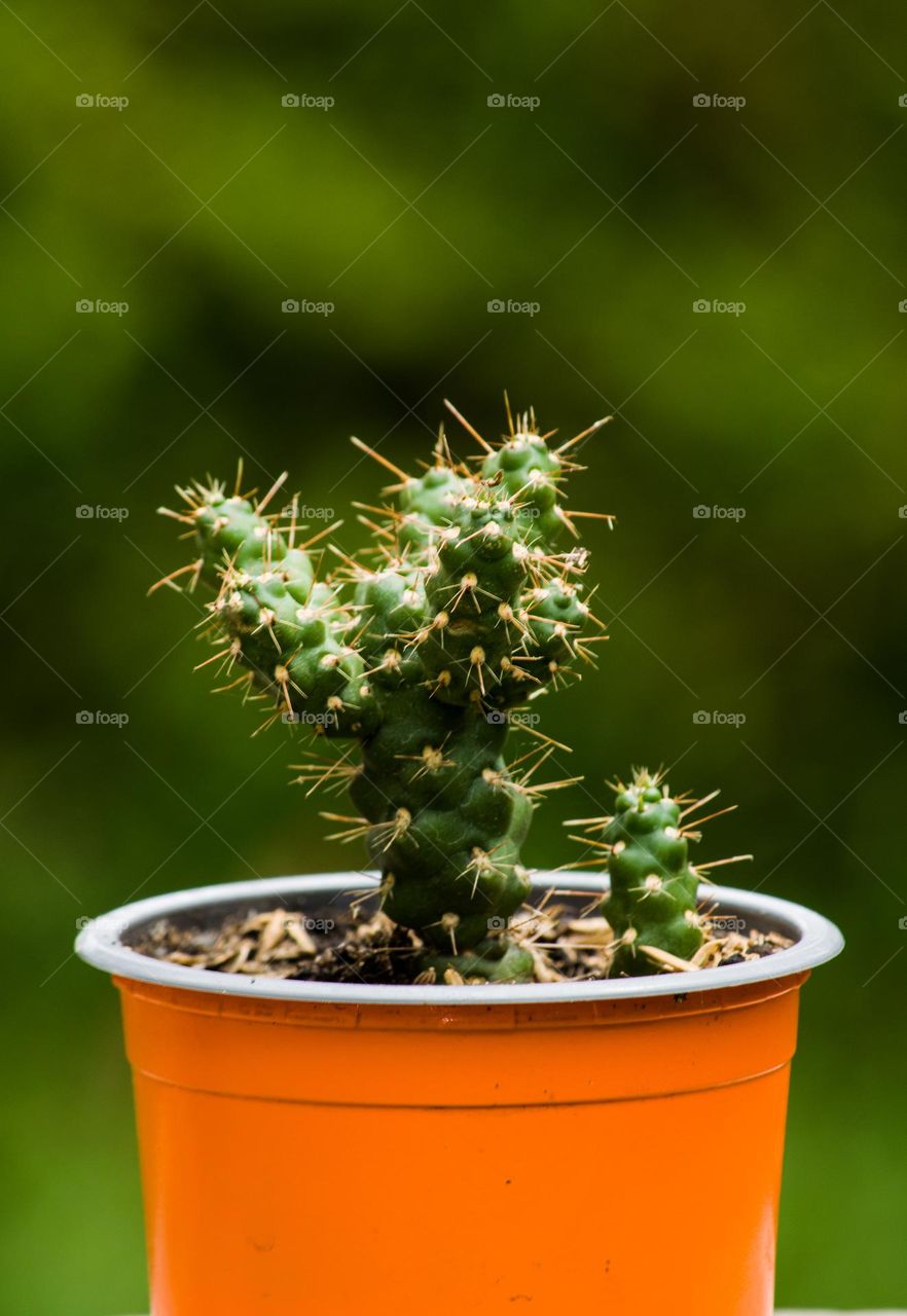 Cactus