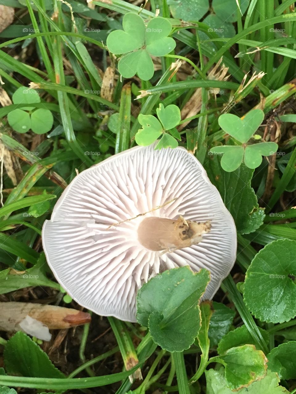 Mushroom fan