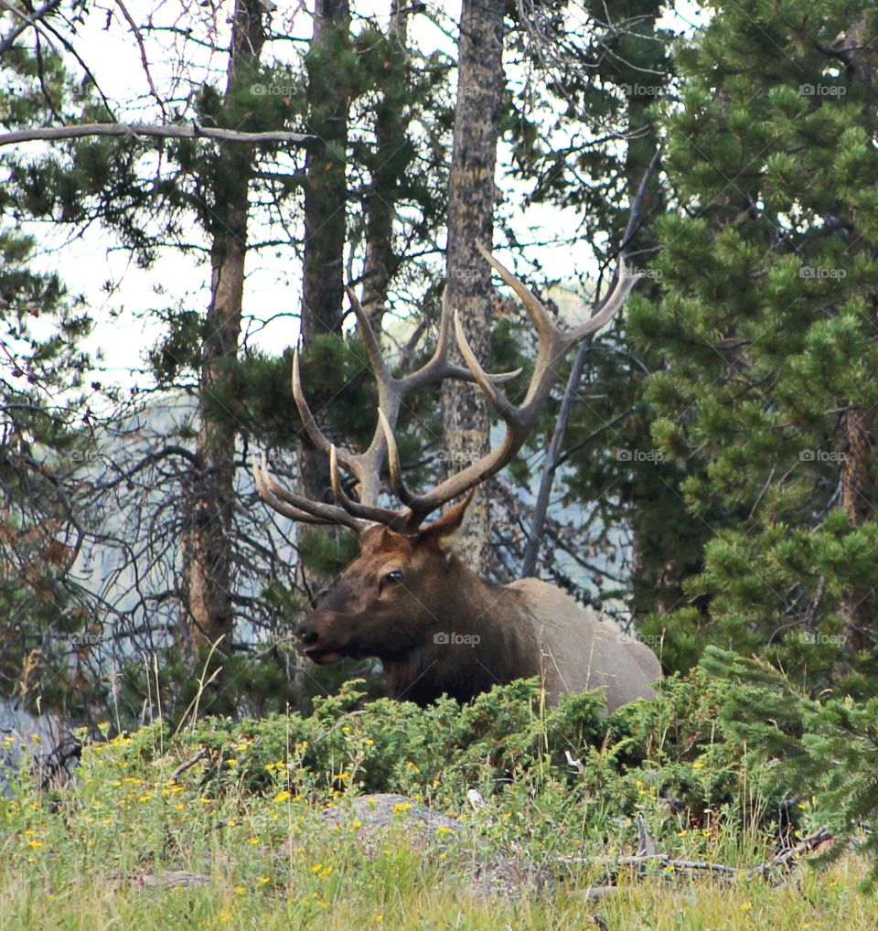 Big, beautiful bull elk rests on a hill above the road through Rocky Mountain National Park. Dozens of elk crossed the road while he watched on. 