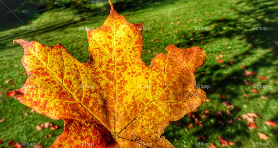 Maple Leaf in Autumn