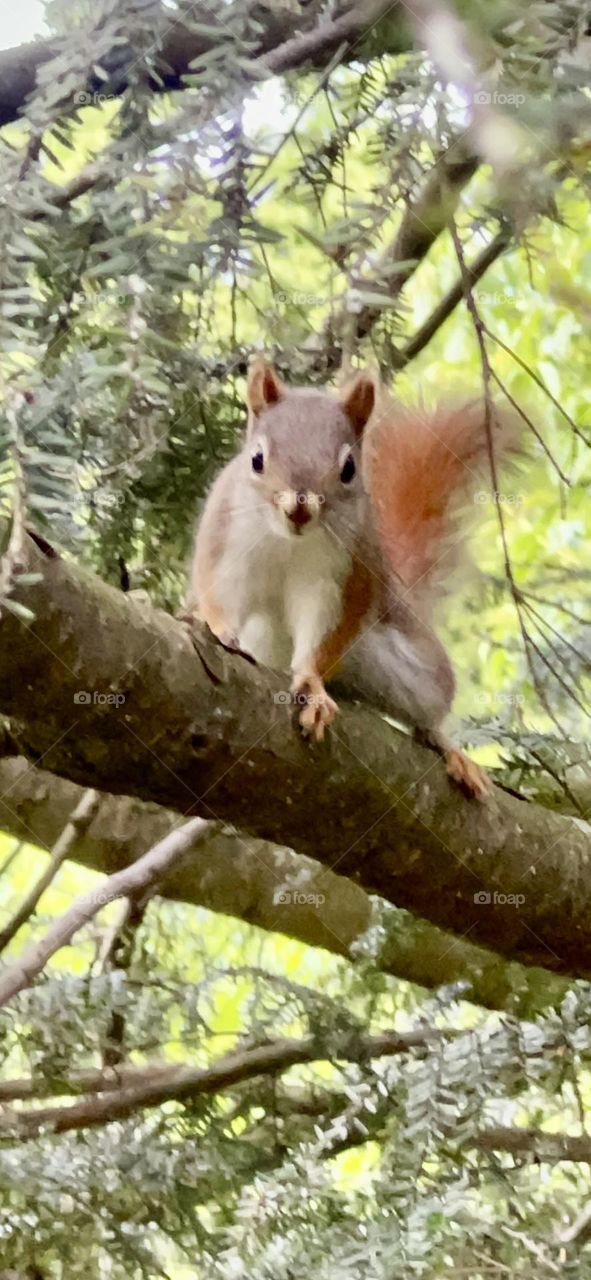 American red squirrel 