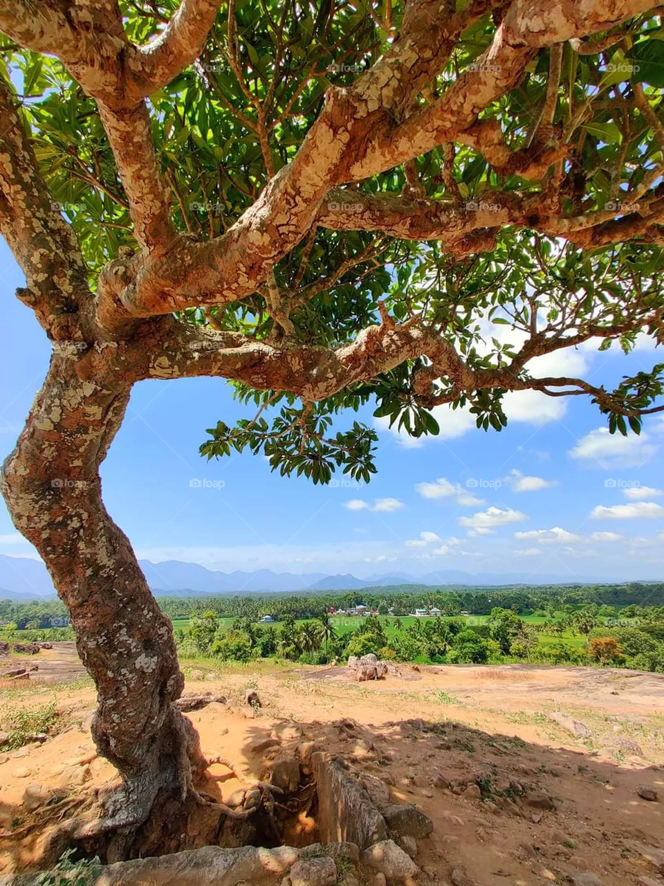 tree