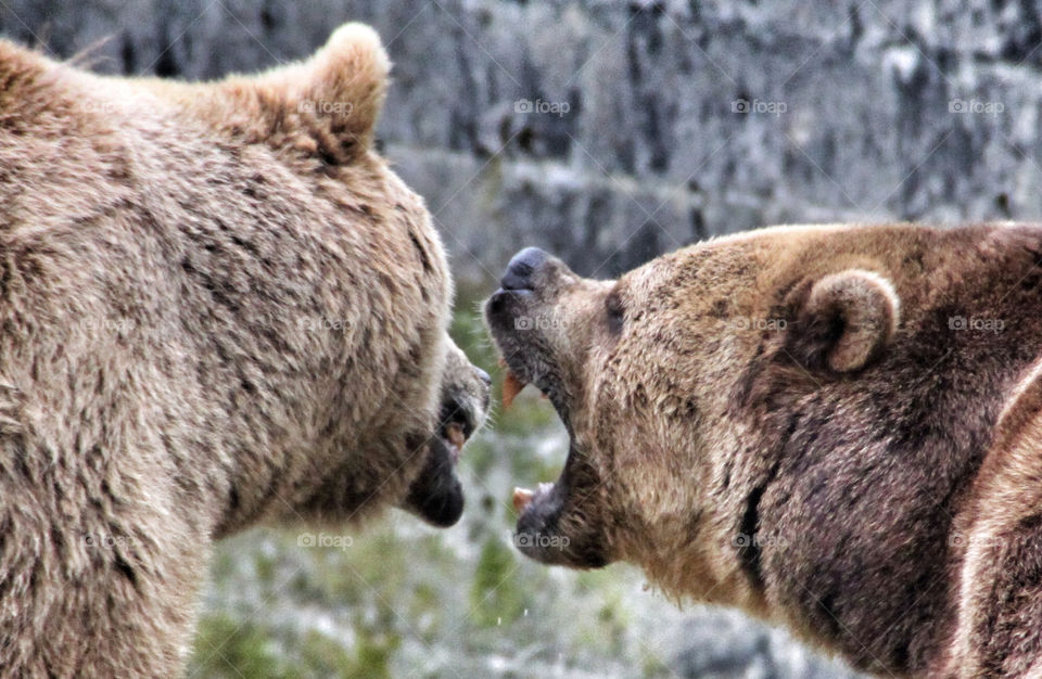 animal zoo angry bear by geebee