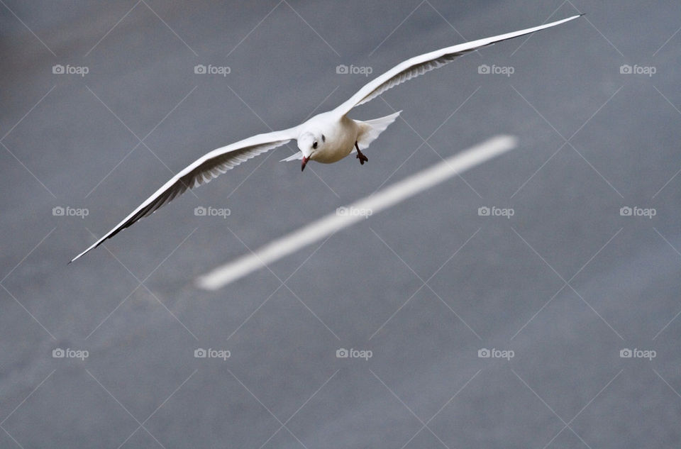 flying bird wings seagull by chrille_b