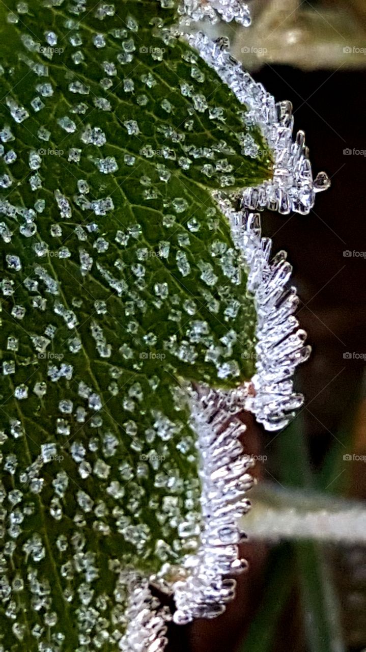 Hoarfrost on a leaf.