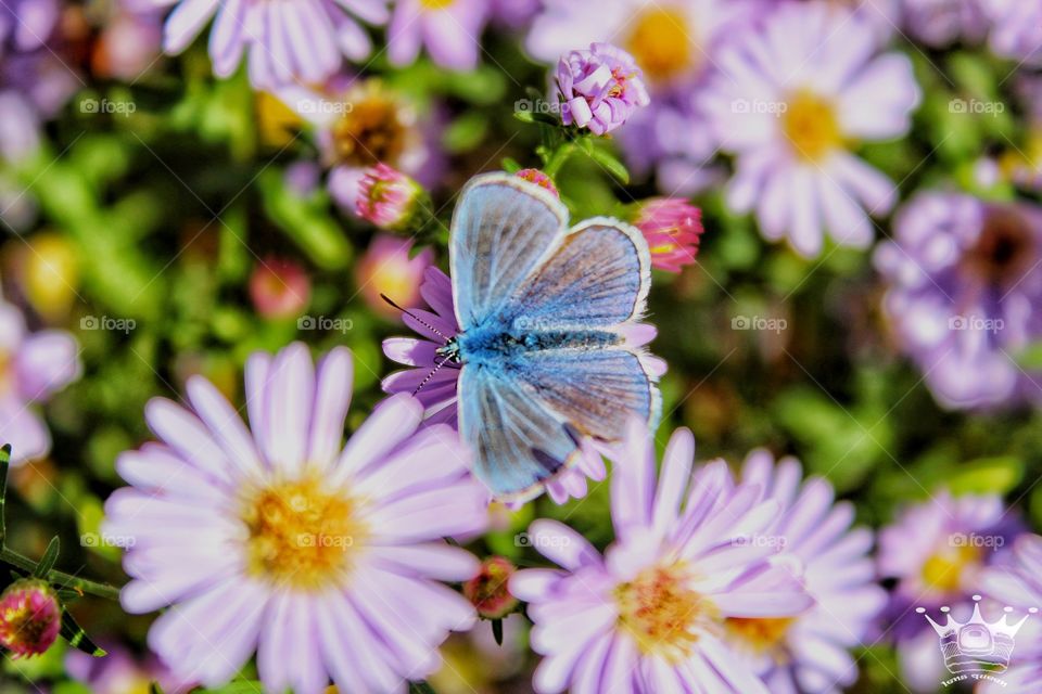 a beautifull butterfly on a flower in the garden.