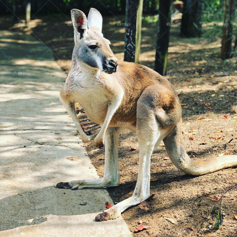 Gorgeous kangaroo waiting on lunch 