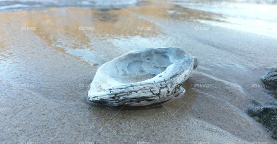 Oyster Shell on Sandy Beach.