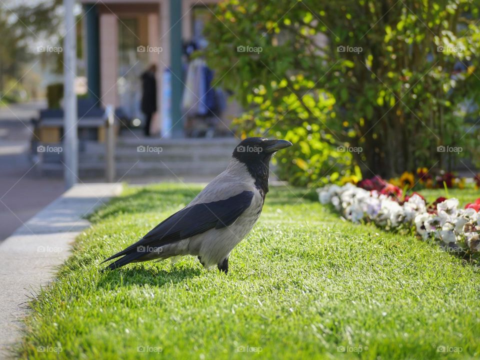 Hooded crow in park