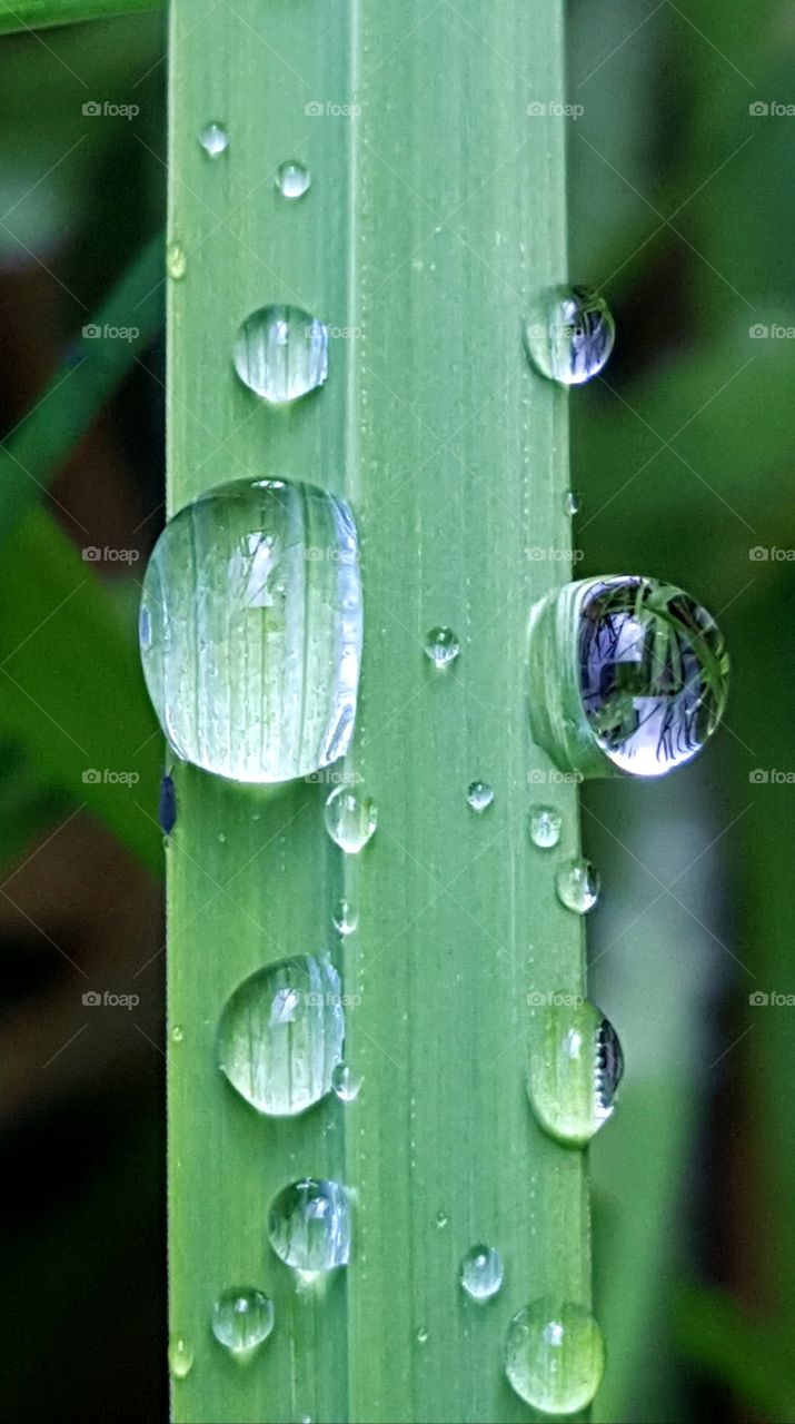 Raindrops on the blade of grass.