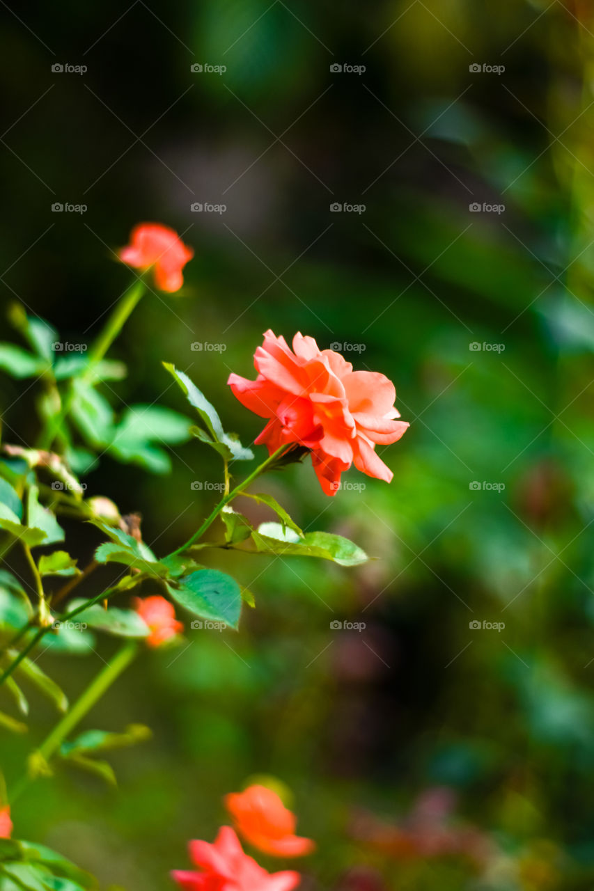 Close up beautiful many red rose on green branch. Rose and bud on garden. Valentines background. Pink rose with fresh leaves branches. Spring summer wedding romantic elegant date marriage symbol.