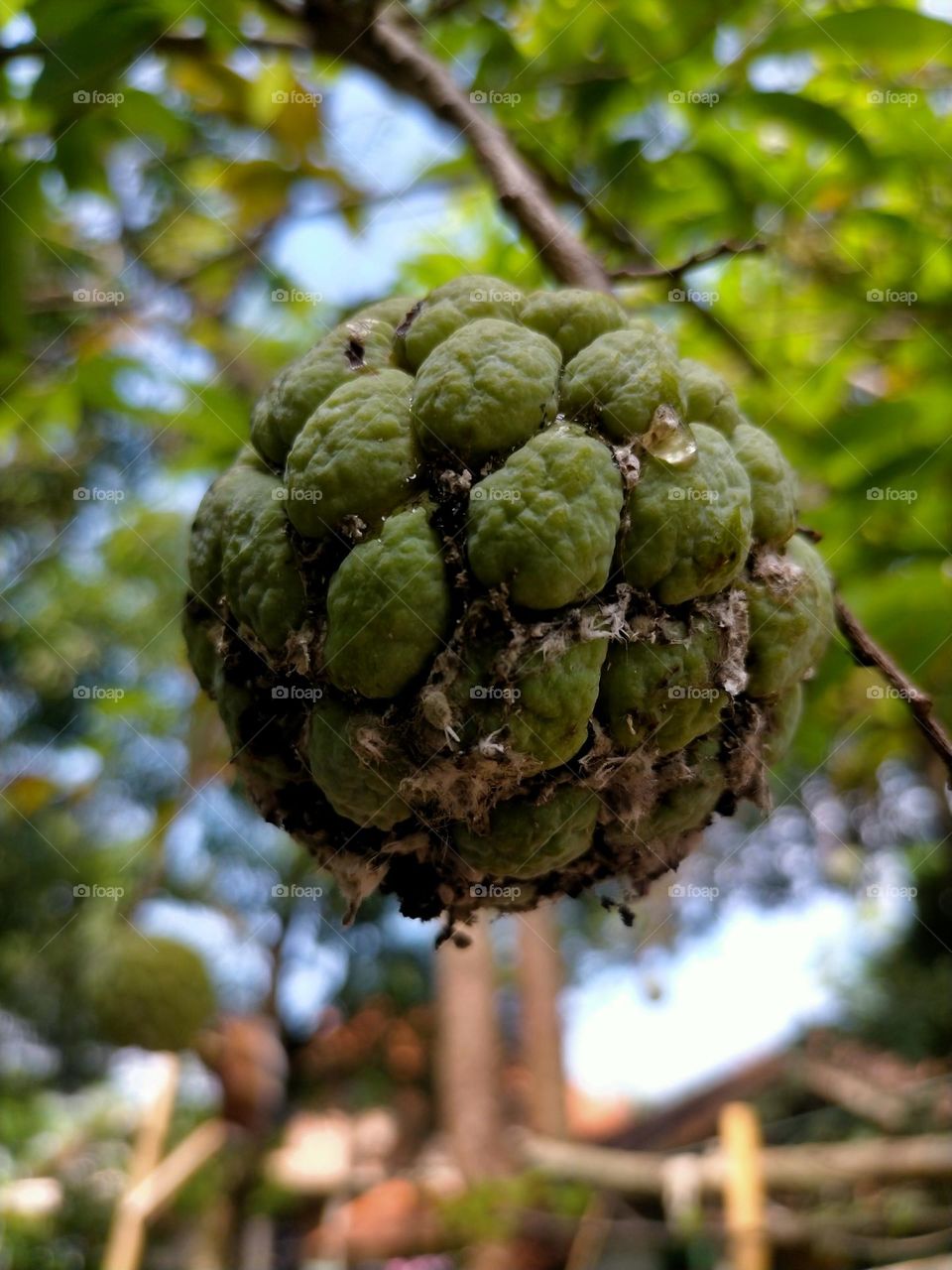 pest infested fruit.