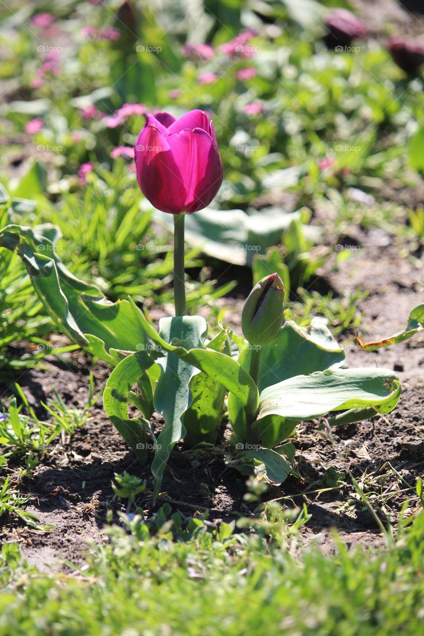 tulip