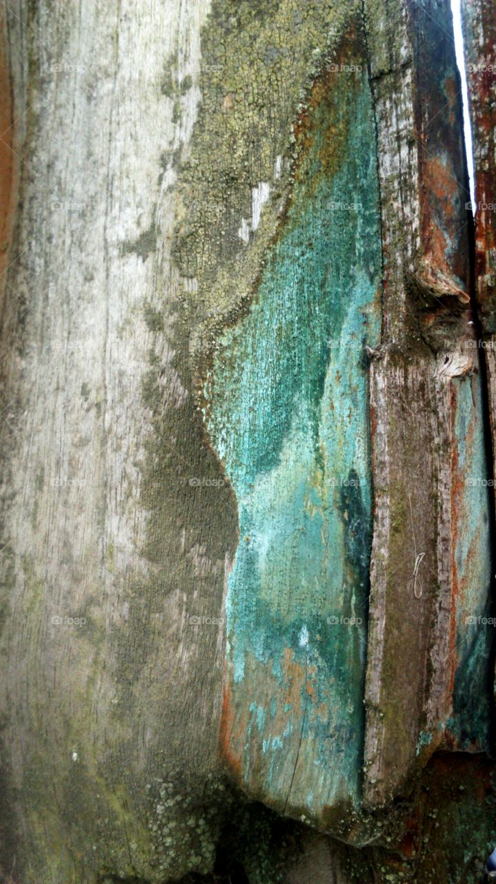 driftwood with green leaching from copper inclusion
