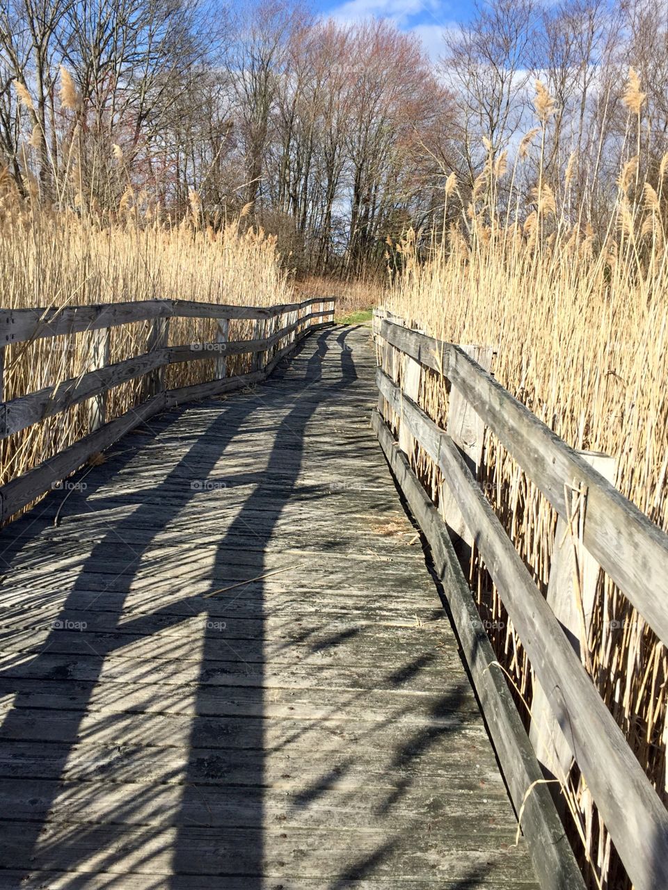 Wooden Bridge Path