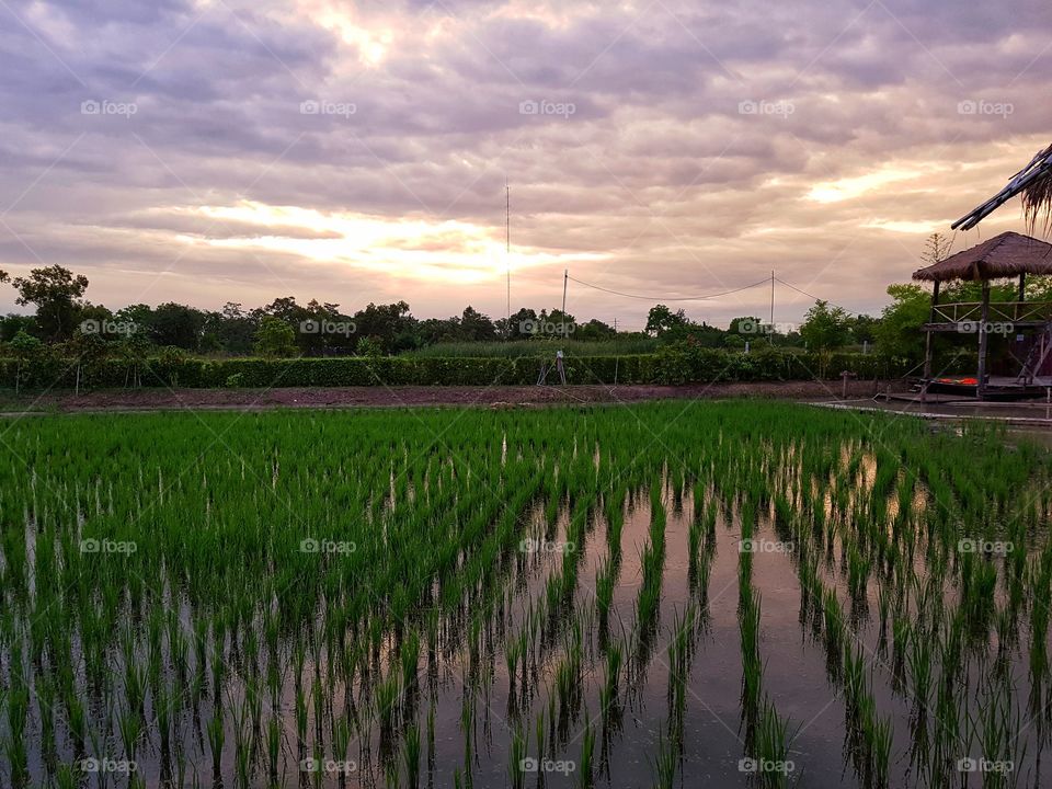 Rice field with sunset