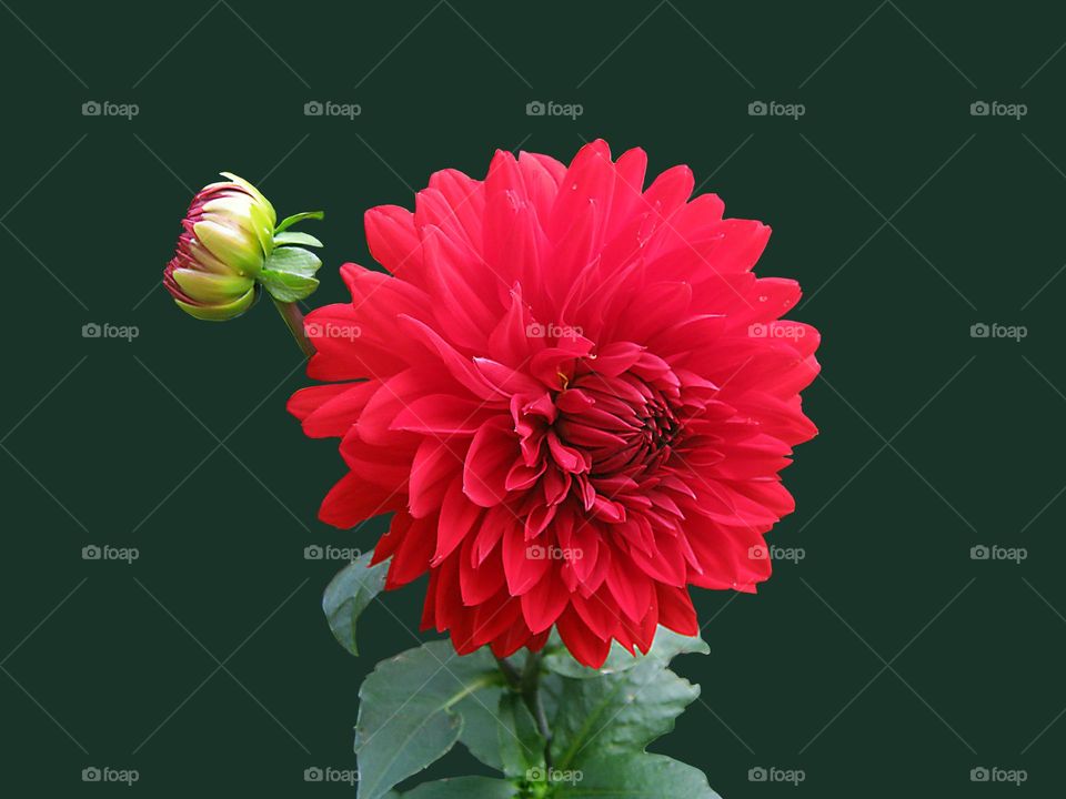 Red flower Image jpg