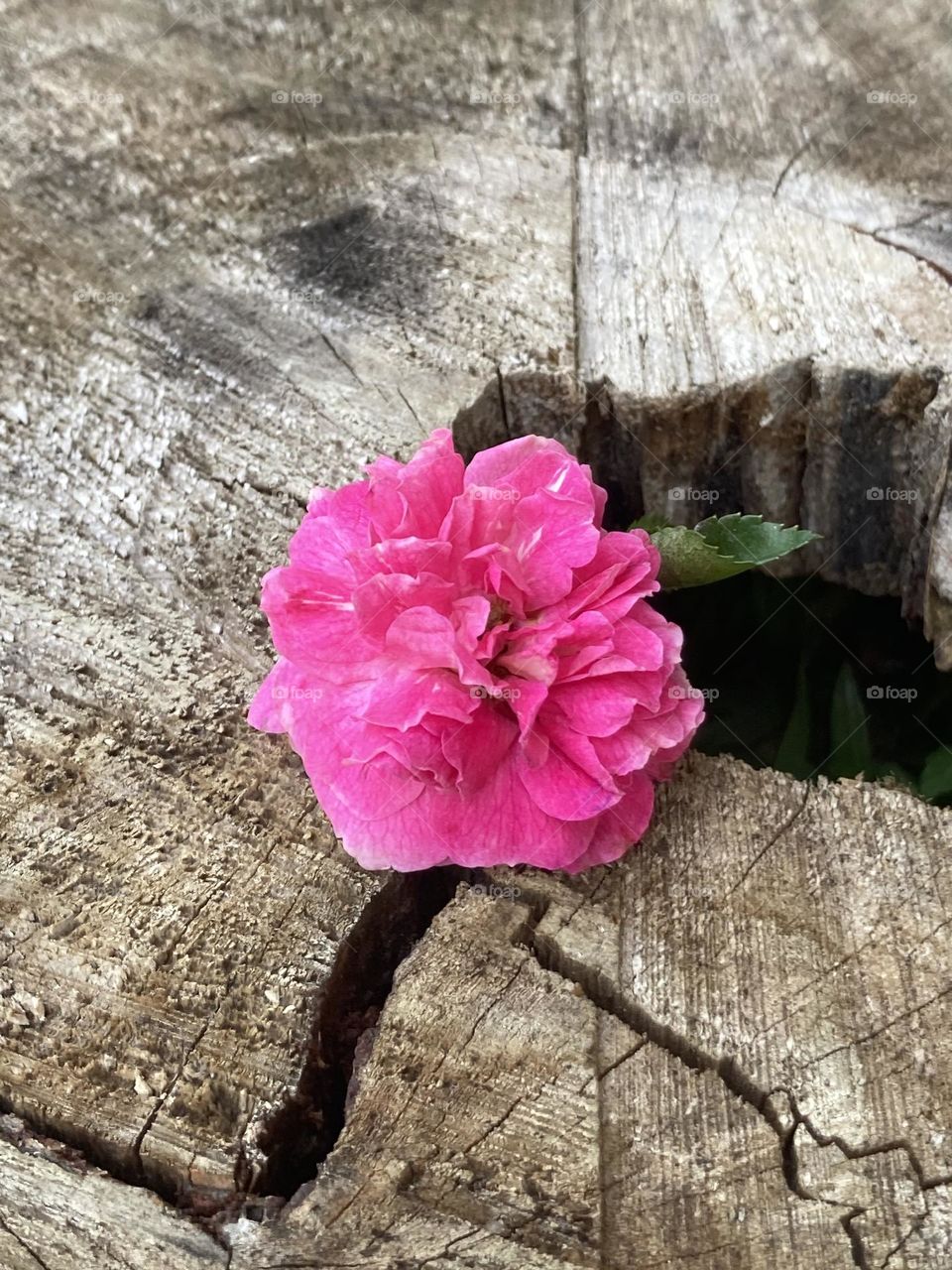 Rosa que floresceu em um pedaço de madeira. Rosa pequena cor de rosa com folhas.