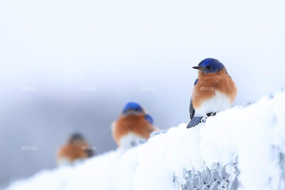 Winter Blue Birds