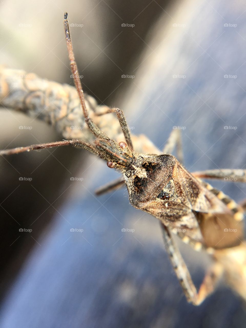 Brown beetle in macro