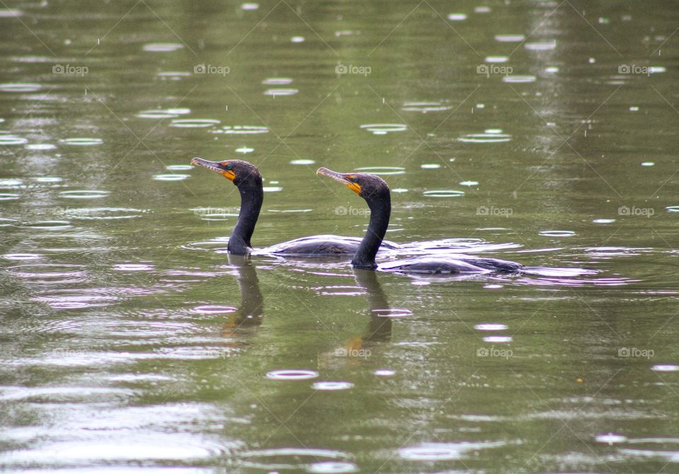 two black cormorant