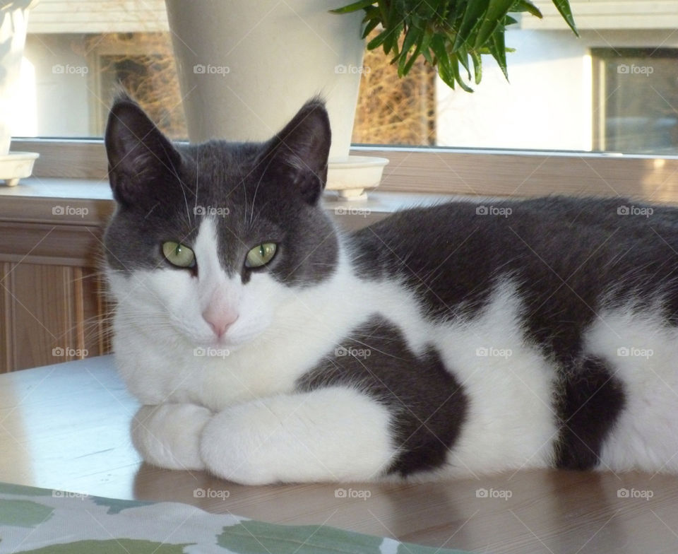 Wildcat found in the barn and turned into the most glorious housecat.