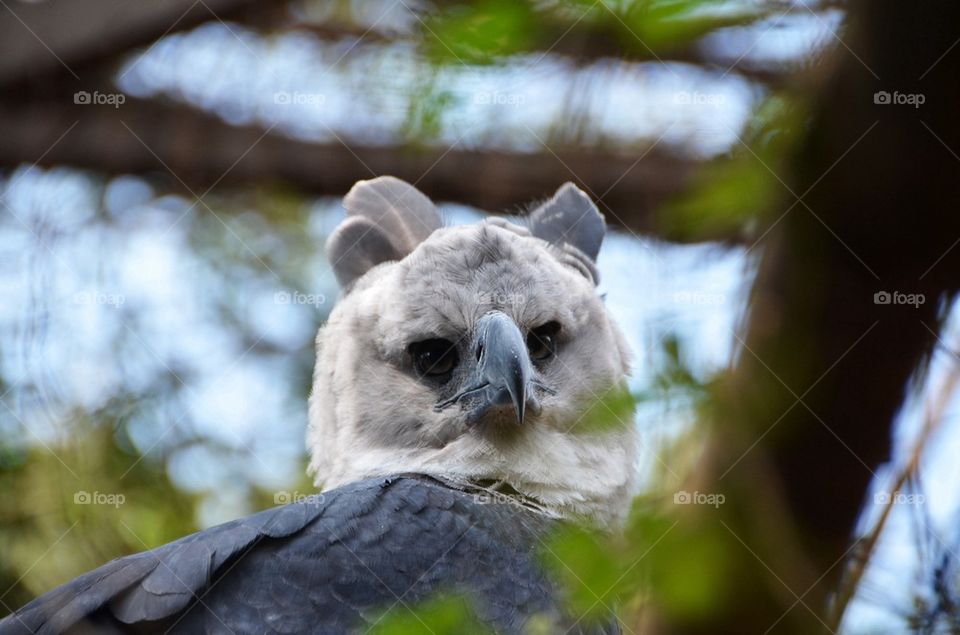 Harpy eagle