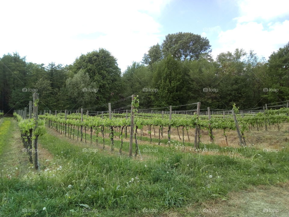 italian vineyard