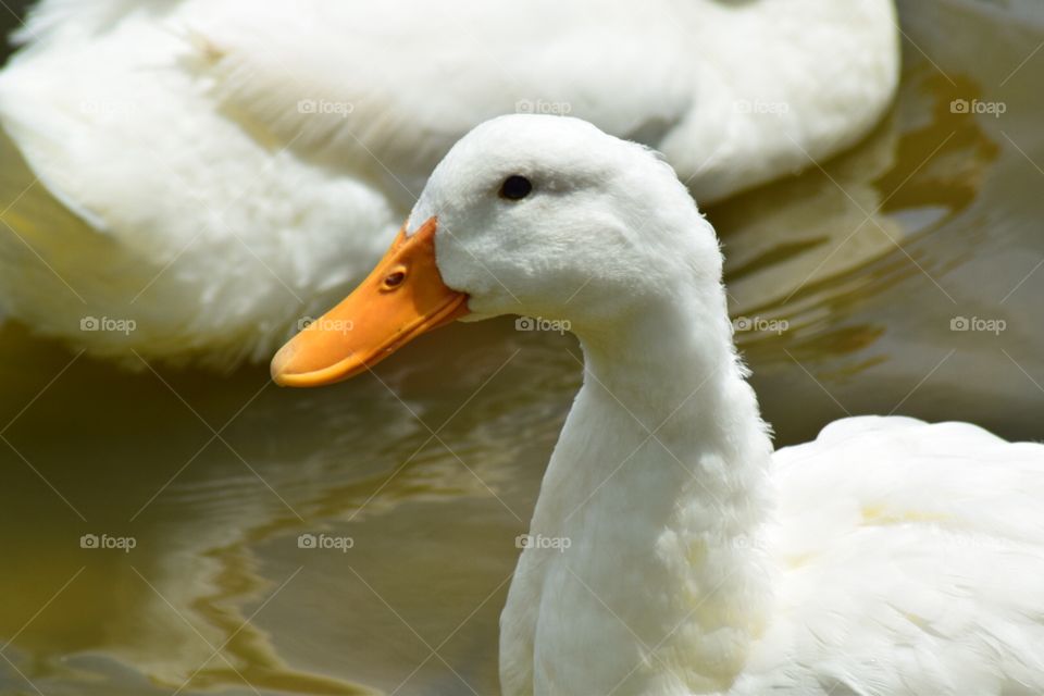 Closeup of a duck 