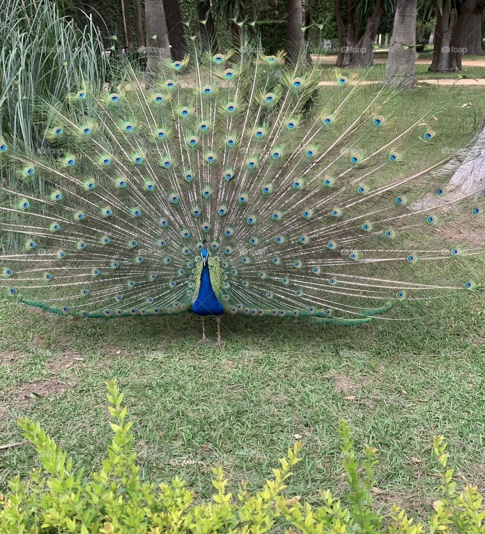 Peacock 
