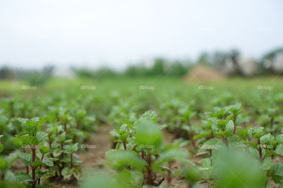 Agriculture, Nature, Leaf, Growth, Pasture